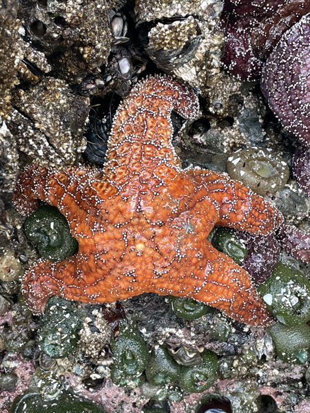 starfish